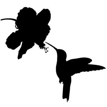 recommend clip art: hummingbird silhouette vector illustration flying near flowers on white background in eps format