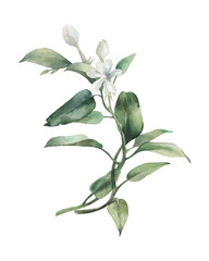 Hand drawn botanical illustration: green branches with white flowers isolated on transparent background. Plant watercolor art for modern natural design or poster - 522302184