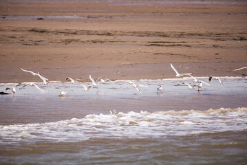 A flock of seagulls flies over the waves