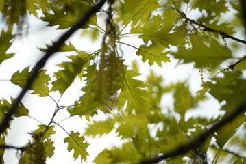 Green tender leaves oak branches catkins oak flowers spring greenery photo out of focus, gently green background postcard photo