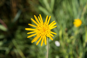 Tragopogon (salsify) plant blooming in the summer