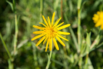 Tragopogon (salsify) plant blooming in the summer