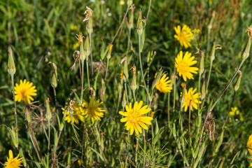 Tragopogon (salsify) plant blooming in the summer