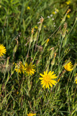Tragopogon (salsify) plant blooming in the summer