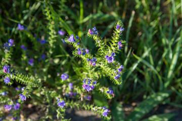 Viper's bugloss plant blooming in a meadow