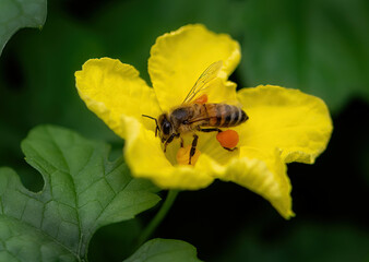 Flower and Bees