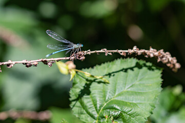 dragonfly on a leaf