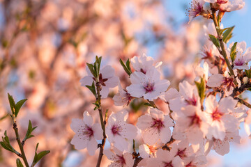 Almond tree blossoms
