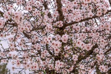 Almond tree blossoms