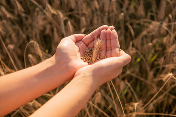 Wheat spikes in the hands of women