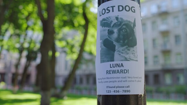 Lost dog, poster with missing dog picture hanging on tree, owners looking for pet