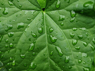 Drops of water on a green ivy leaf