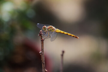 Insekt, Libelle, Libellenflügel, Flügel, Fliege