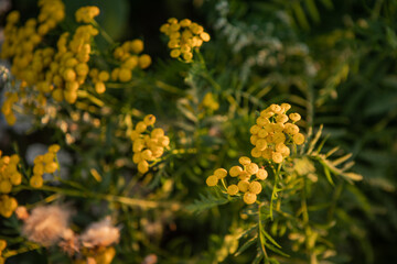Close up of Common Tansy