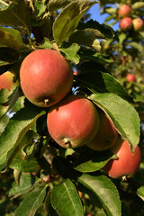 Photo of red apples on a branch.