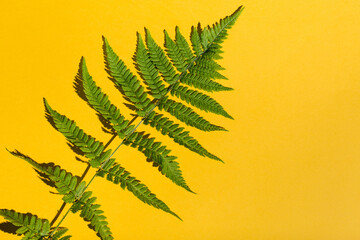 Naklejka premium Fern leaves set on yellow background. Flat lay, top view, copy space. Tropical summer background