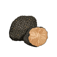 Black truffle mushroom vector illustration. Cartoon isolated whole truffle tuber and cut in half, underground wild mushroom with texture, organic grocery food ingredient for dinner and aroma delicacy