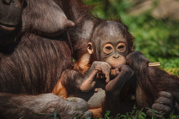 Cute baby orangutan resting after nursing