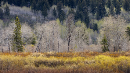 Trees, Land and Mountains in American Landscape. Spring Season. Grand Teton National Park. Wyoming, United States. Nature Background.