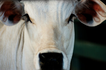 Closeup em cabeça de gado Nelore