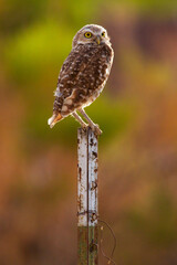Burrowing Owl Perching on Metal Fence Post