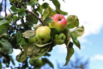 Green organic orchards with rows of apple trees.