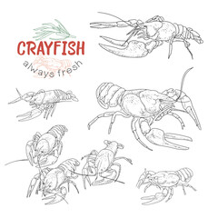Crayfish hand drawn vector set. Collection of realistic sketches various crayfish. Illustrations of engraved line.