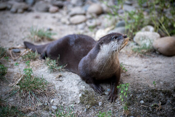 portrait of wild otter in a zoologic park
