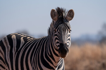 Fototapeta na wymiar A Striped Zebra with a beautiful mane laying down in the grass and walking with the herd looking for grazing field during the winter months of Rietvlei nature reserve of South Africa