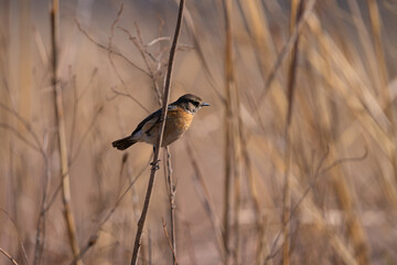 Beautiful Single African Stonechat perched on a Twig in the bush veld  calling for a mate with stunning blurred background with copyspace. Taken during the winter months in Rietvlei nature reserve