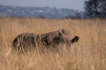 Adult white wide lipped Rhino laying down in the grass to rest in the heat of the sun, taken in Rietvlei nature reserve in South Africa