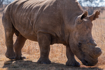 Fototapeta premium A stunning De Horned Wide lipped Rhino showing battle scars from fights, walking in the road in between the cars during a Safari game drive. Part of the Big five, taken in Rietvlei nature reserve