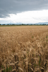 Golden wheat field grwoing under cloudy sky