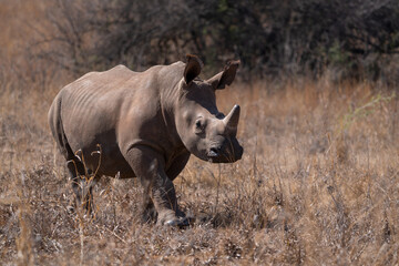 Obraz premium A stunning Horned Wide lipped Rhino baby adolescent walking in the bush veld with its dad looking for graze and trying to intimidate the tourists. Taken a Rietvlei nature reserve in South African 