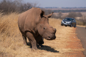 Fototapeta premium A stunning De Horned Wide lipped Rhino showing battle scars from fights, walking in the road in between the cars during a Safari game drive. Part of the Big five, taken in Rietvlei nature reserve