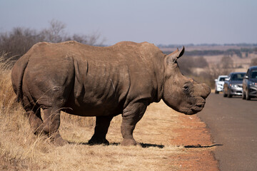 Obraz premium A stunning De Horned Wide lipped Rhino showing battle scars from fights, walking in the road in between the cars during a Safari game drive. Part of the Big five, taken in Rietvlei nature reserve