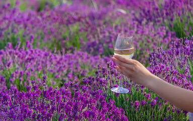 A bottle of wine on a background of a lavender field. Glasses with wine, fruits.