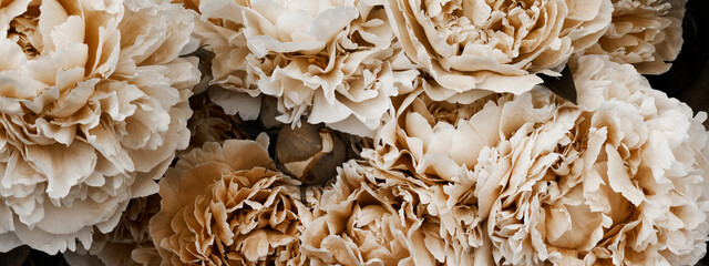 beige peonies on dark background. minimal floral and nature style, selective focus, holiday card. coffee tones flowers, modern design, boho concept. © Анна Мартьянова