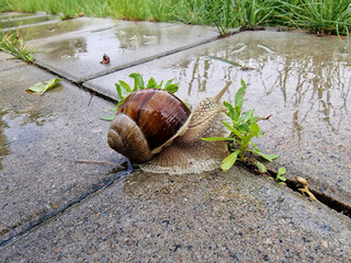 Ślimak pełzający po chodniku w deszczowy wiosenny poranek. © bARTkow