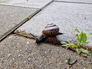 Ślimak pełzający po chodniku w deszczowy wiosenny poranek. - obrazy, fototapety, plakaty