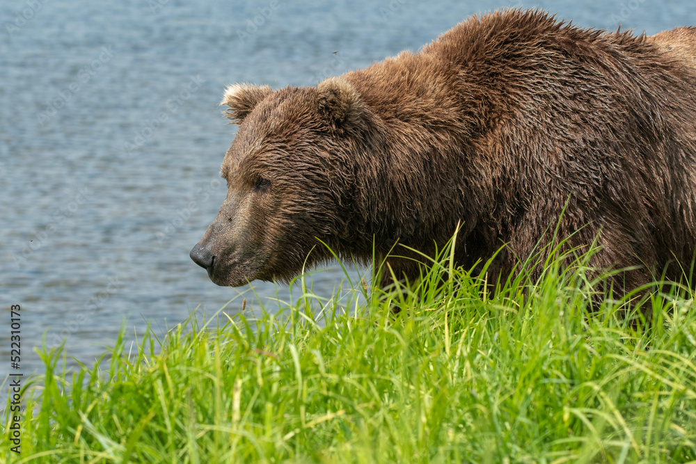 Sticker alaskan brown bear in mcneil river