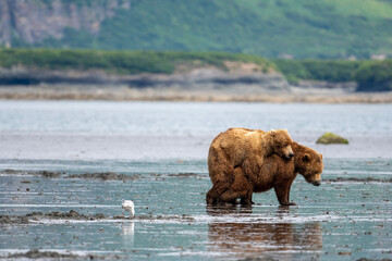 Alaskan brown bears mating