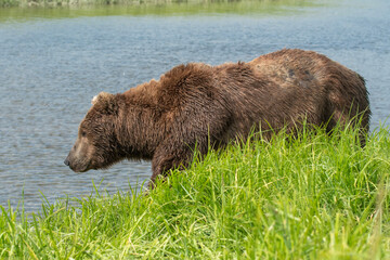 Alaskan brown bear in McNeil River