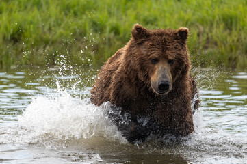 Fototapeta na wymiar Alaskan brown bear fishing