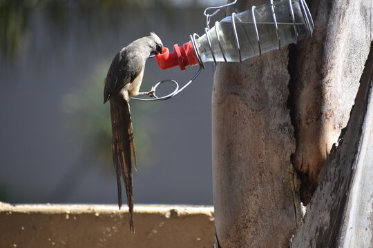 Speckled mousebird (Colius striatus) drinking sugar water(nectar) from a bird feeder in south africa. Part of Coliidae family. Coliiformes