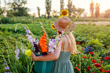 Back view of woman gardener holding bucket full of fresh gladiolus harvest in summer garden at...