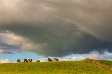 Fototapeta na wymiar View of the green hills in North UK. Sheep in the pasture. Cumbria.