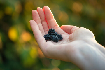 delicious berries in the palm of your hand