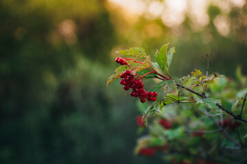 the viburnum bush blossomed with red berries