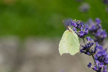 Common brimstone butterfly (Gonepteryx rhamni) sitting on lavender in Zurich, Switzerland